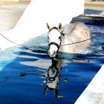 balnéothérapie pour chevaux lot-et-garonne
