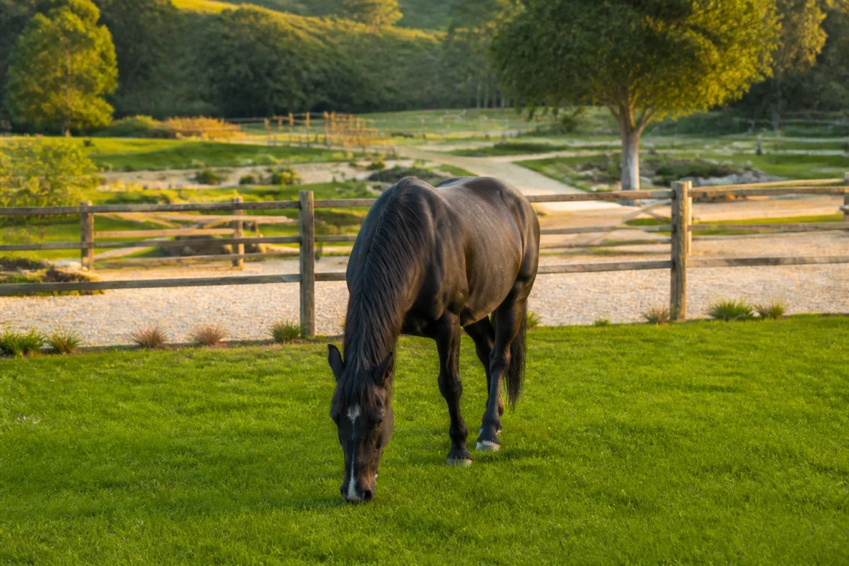 combien d'hectare pour un cheval
