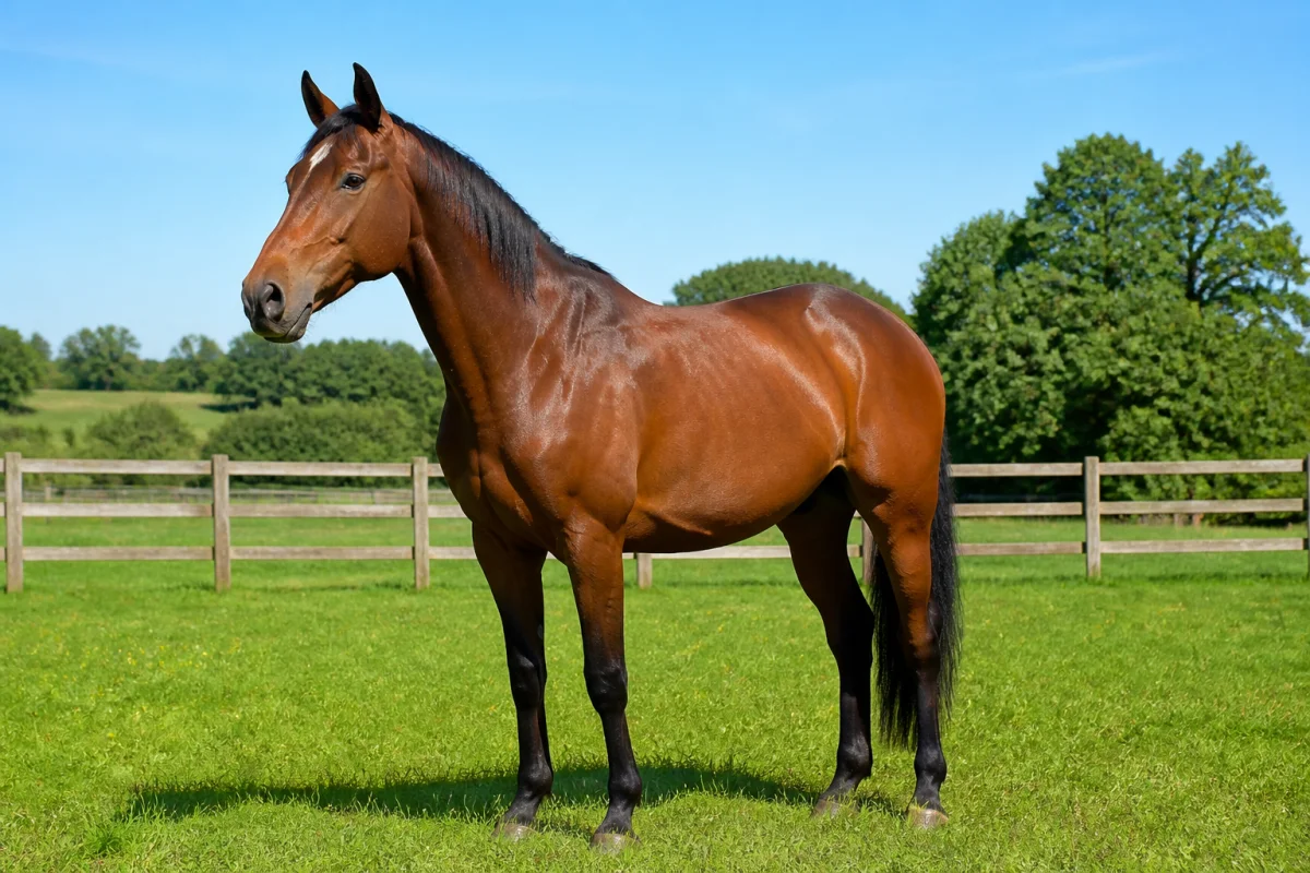 combien d'estomac à un cheval